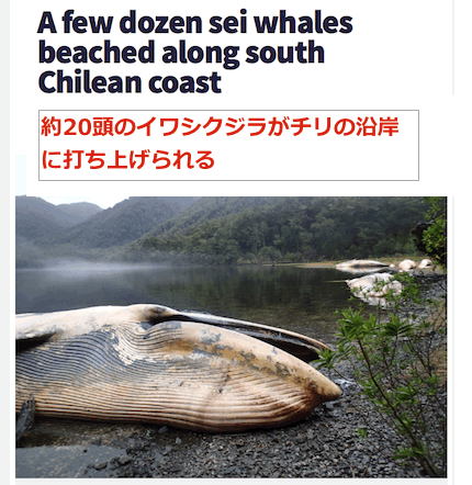 chile-whales