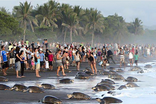tourist-disrupt-turtle-nesting-costa-rica-02