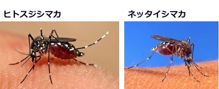 mosquito-02 (1)