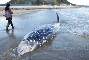 海岸の砂浜の打ち上げられた、アカボウクジラの死骸＝日午前、いわき市小名浜