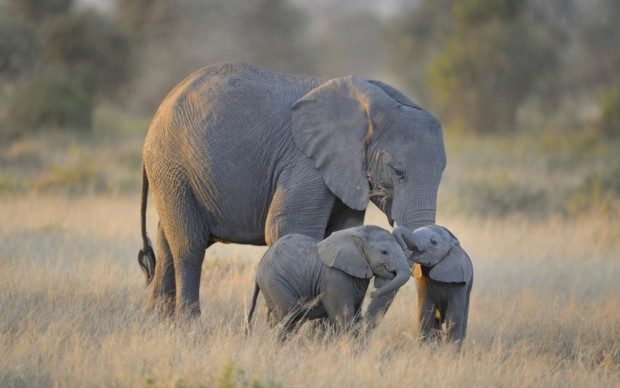リビングルームのホーム壁の装飾布ポスターツイン赤ちゃん象アフリカamboseli国立公園自然動物