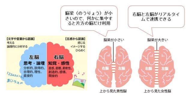 右脳と左脳の仕組み、脳梁
