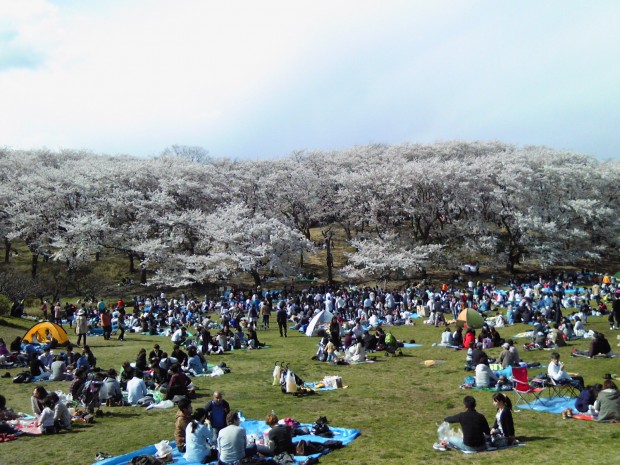 黒船来航160年後の日本の桜にDNAの歴史を想う