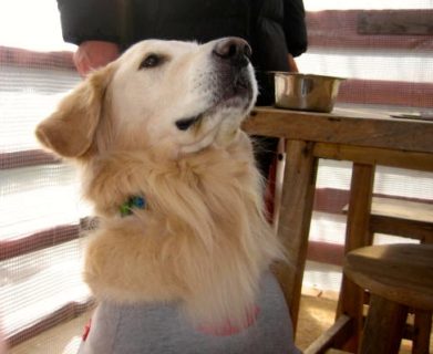 「犬の糞問題」で飼い主さんのモラルの高さに感激した長坂のニコサンカフェ