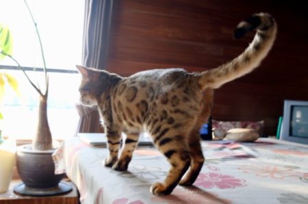 世界的な懸案事項「1月6日」を前に6歳のベンガル猫を迎えました〜