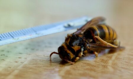 ハチに刺された時の対処法・2度目の備えとラムサの「偶然はない」