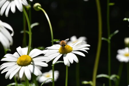 ヒメスズメバチとキイロスズメバチ 、そしてミツバチとの大きな違いとコレクトだった「惟神道」