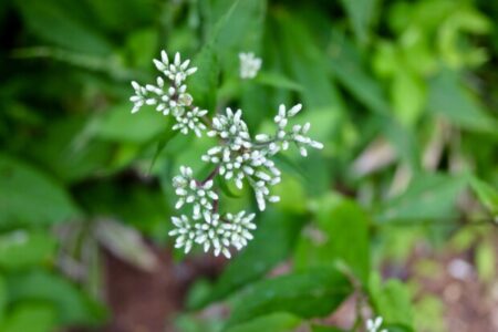 「肝」が影響する感情と覚醒者マハラジの「試してみなさい」