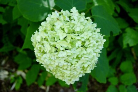 戦後80年の夏に知るマハラジが語る「人生を起こるがままに受け入れなさい」