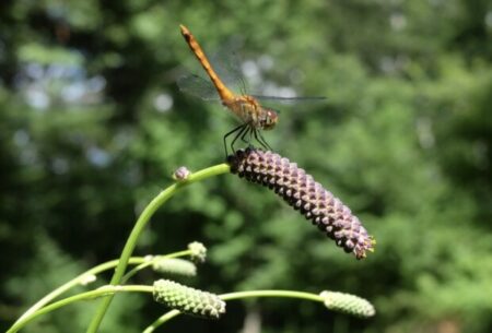 乙女座新月に知る一番の認知症予防とマハラジの「言葉が覚醒へと働きかける」