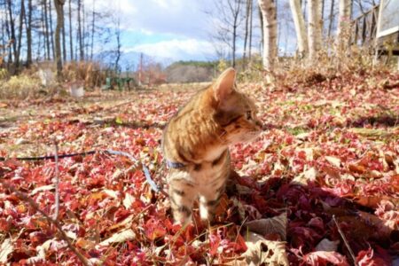 覚醒者が語る「プログラムされたコンピューター」と「条件づけを変えたり修正したりする可能性」