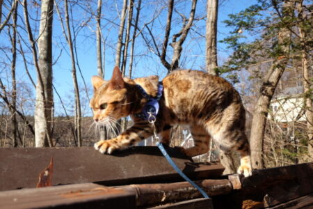 実例：猫が前足で口元を掻く理由と抜群に使いやすい「爪切り」