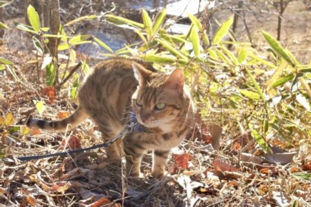 実例：84年目の「トラトラトラ」の日に学ぶ「エゴと戦わずに、エゴを受け入れなさい」