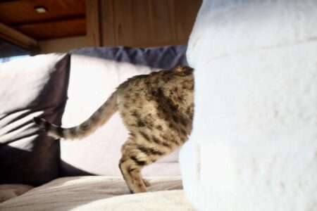 覚醒者ラメッシが語る占星術で予言されていた「出会い」と「霊的修行」