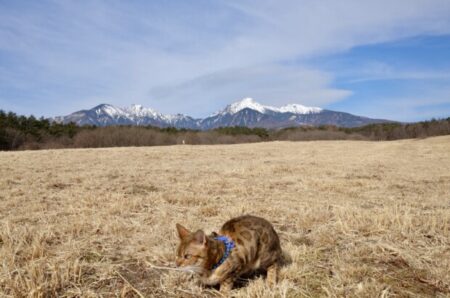 世界一、ダントツで「〇〇が嫌い」な日本が特殊な理由と要警戒な8日の衆院選