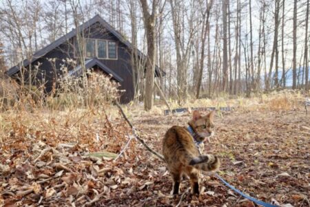 2026年衆院選「自民圧勝の真の勝者」と秘伝のHB-101