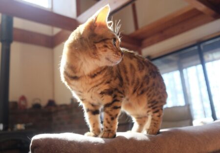 「チームみらい」とエプスタインの怪しい噂と善悪とは関係ない「有名人の魂レベル」