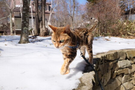 イランの「イスラム革命防衛隊」は世界中のテロ組織の「元締め」だった！