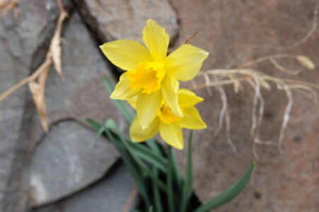 「トランプの行動を誤解するひとたち」と「あらかじめ決まっている運命」