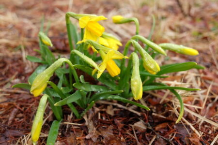トランプ政権下で明らかになった「人工ウィルス」と「科学を教えている宇宙人」