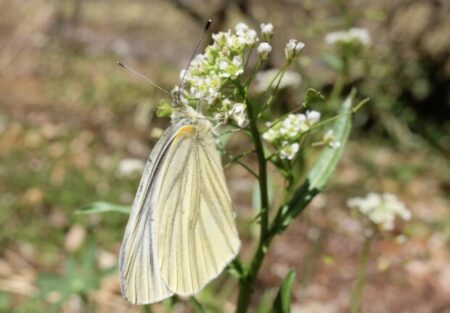 4月13日火星と合になると海王星とラメッシの「ただ瞬間的な生」
