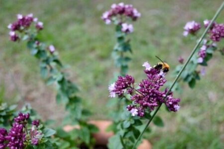 ハチミツが「睡眠の質」を向上をさせるメカニズムと吟味した方がイイ国産ハチミツ