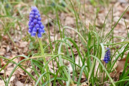 「甘茶でかっぽれ」の日に知るイラン攻撃のホントの目的と石破さんの「日本は目覚めた」発言